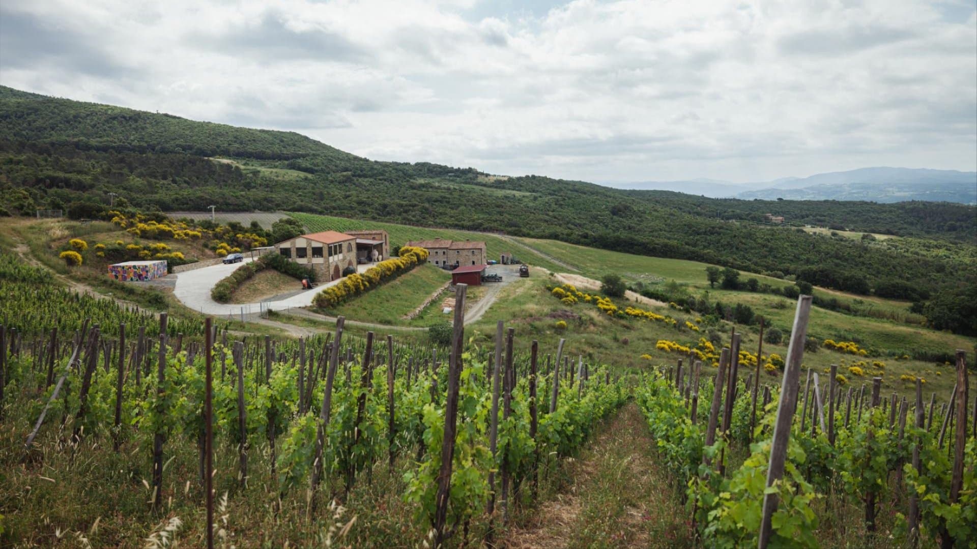 L'azienda Duemani a Riparbella e Castellina Marittima