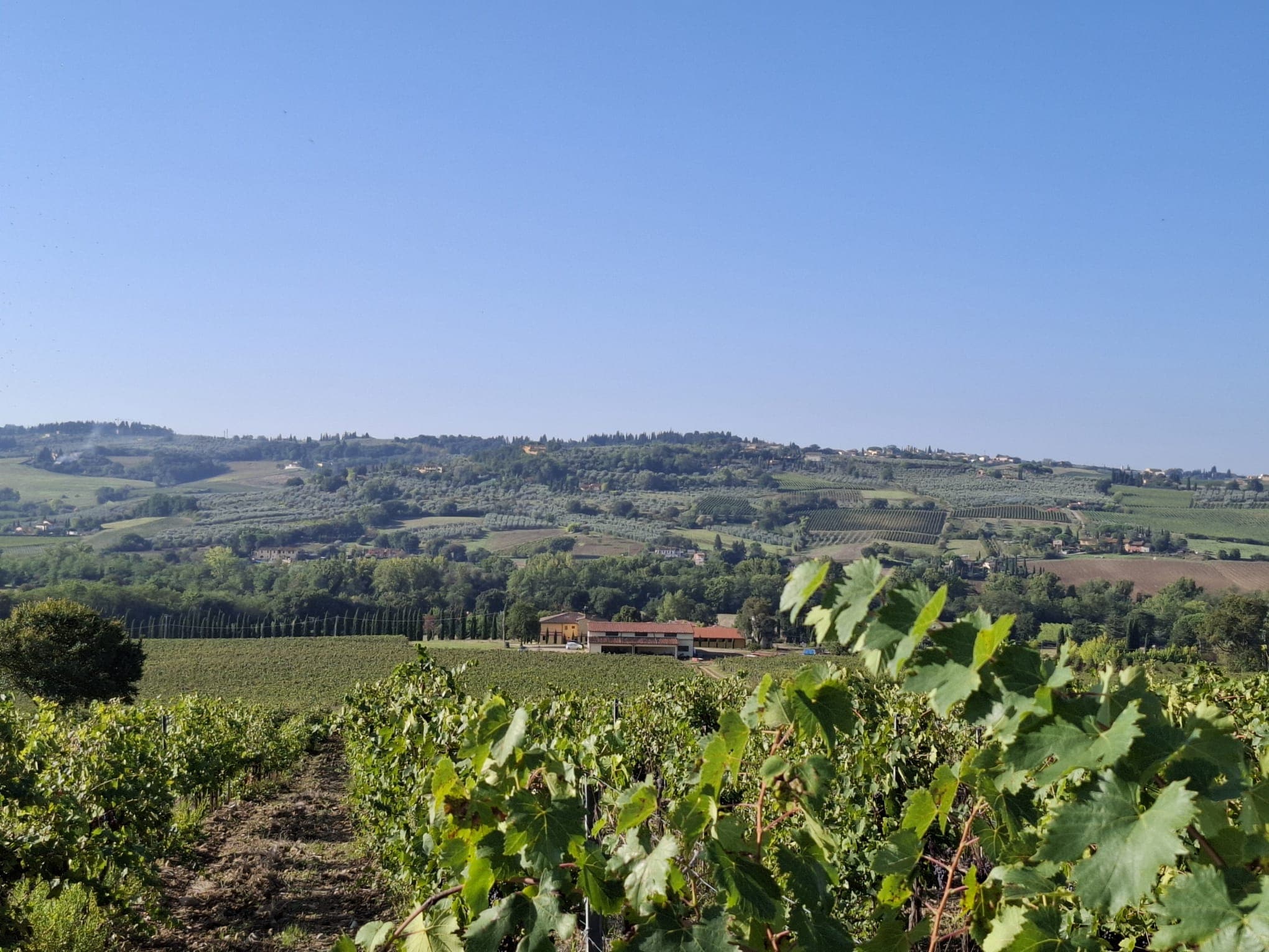 Vigna toscana
