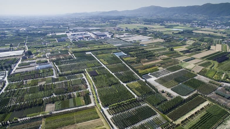 Il distretto florovivaistico di Pistoia