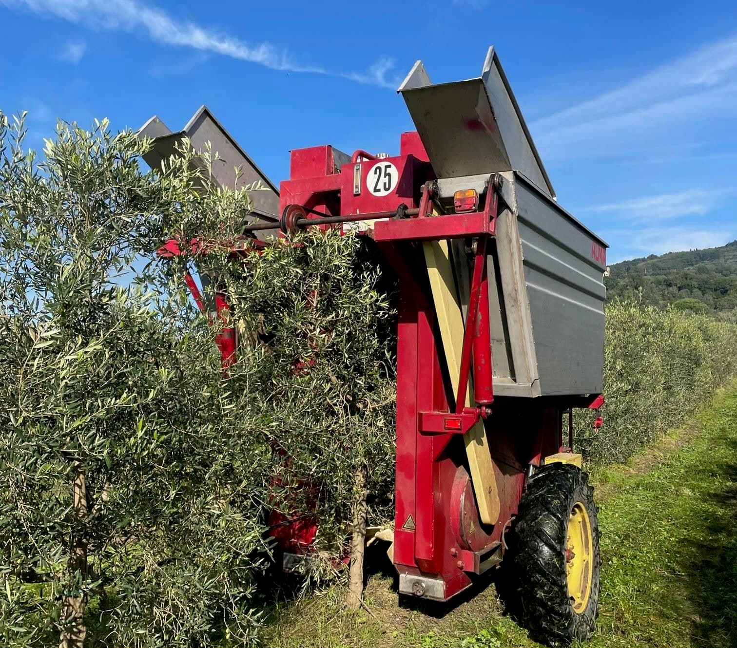 La vendemmiatrice raccoglie le olive nell'azienda agricola Marini Giuseppe di Pistoia che ha quattro ettari di oliveti intensivi