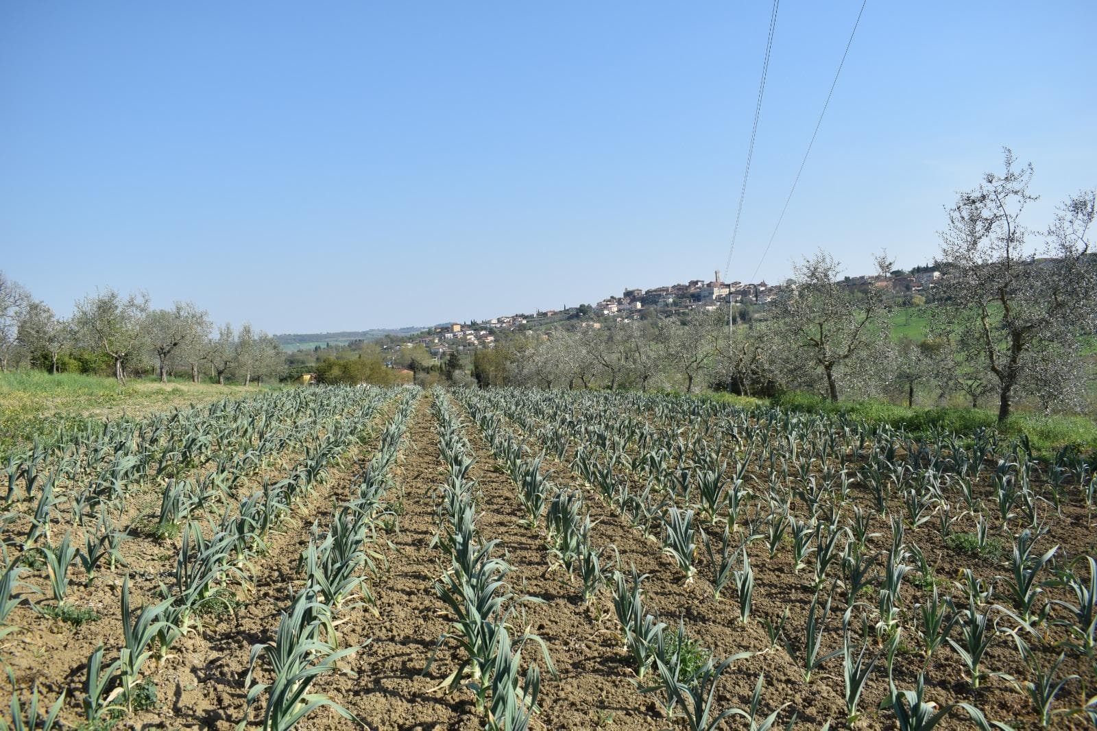 Coltivazione dell'Aglione della Valdichiana.