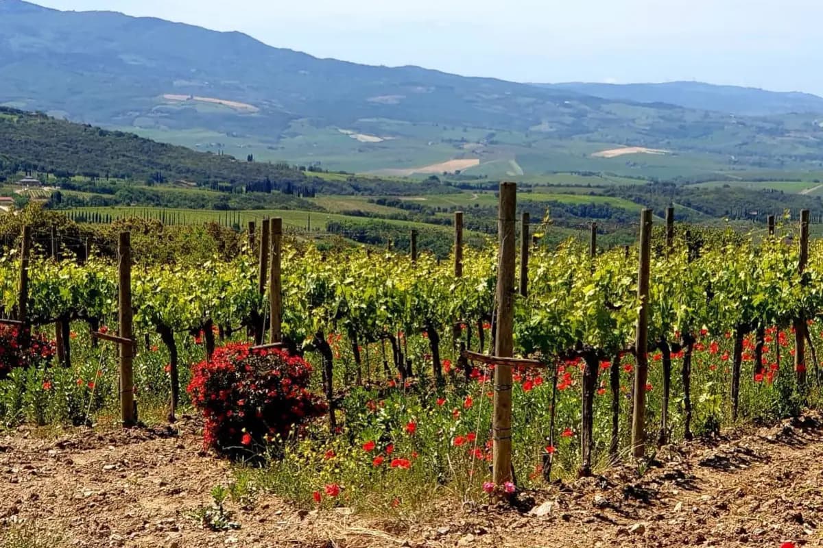 Vigne coltivate a Brunello nel territorio di Montalcino